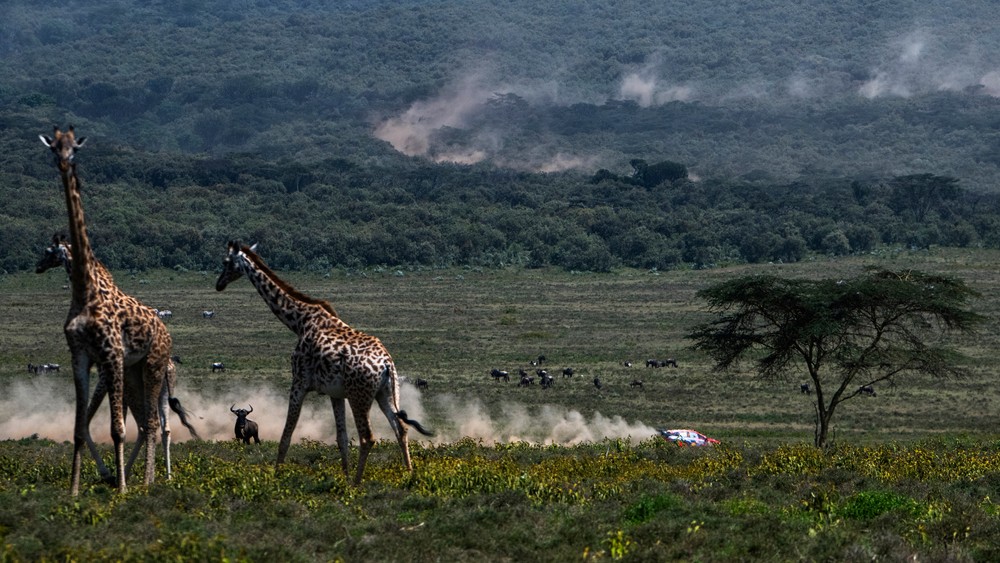 WRC | Safari Rally Kenia 2024: Jungle Fever!