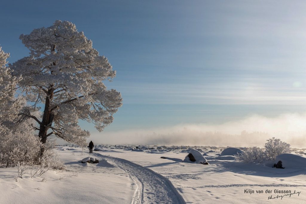 Sneeuwlandschap met boom2