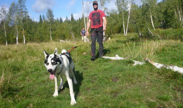 norrland walk with dog