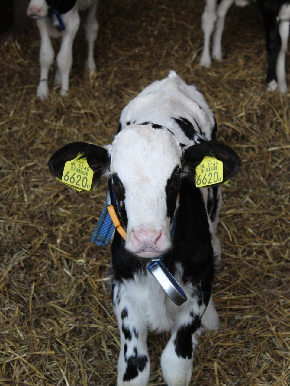 Foto van kalfje op de boerderij