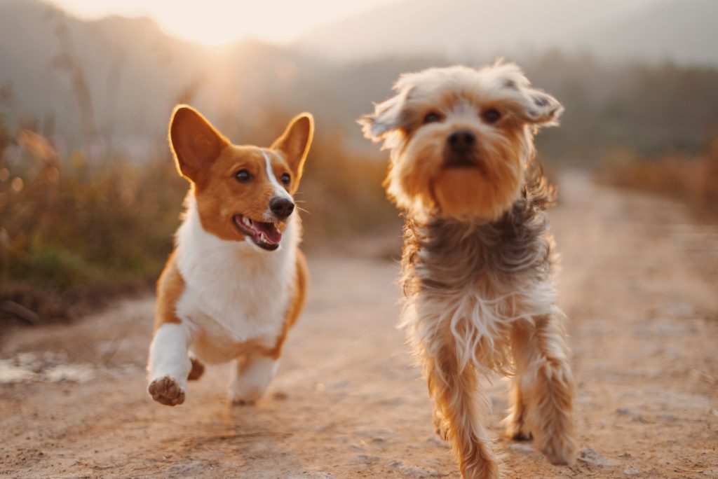 Hundepension og dagpleje