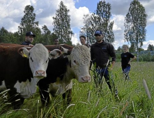 Ludvika – kommunen som har egna köttdjur