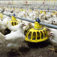 Chickens at a farm