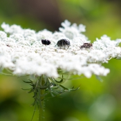 Nature - detail