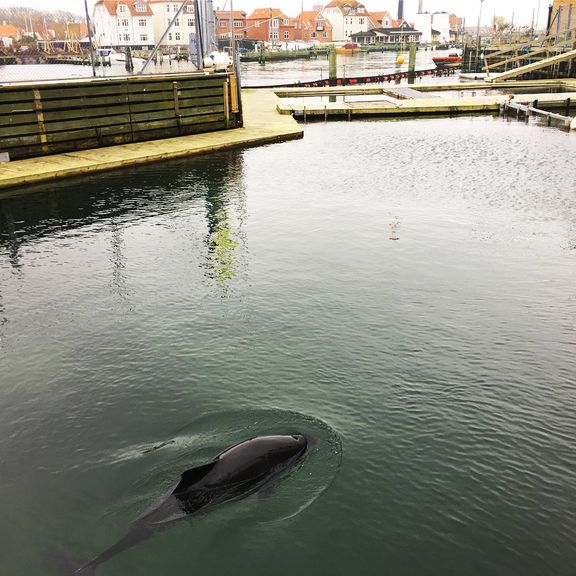 Folketingspolitikere vil have sat indespærrede danske hvaler fri