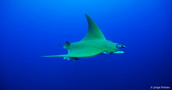 Overfiskeri og bifangst truer europæiske hajer og rokker