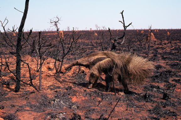 Dyrene brænder i Brasilien