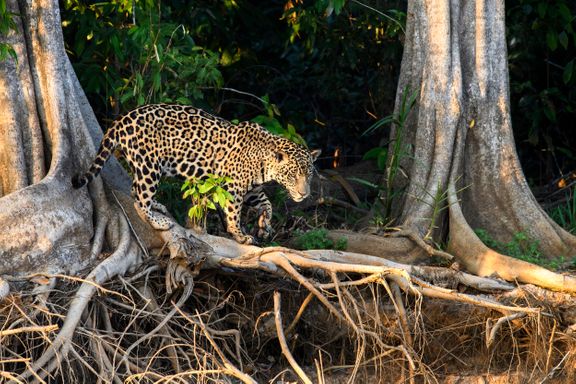 Håb for jaguarer, aber og papegøjer i Brasiliens regnskov