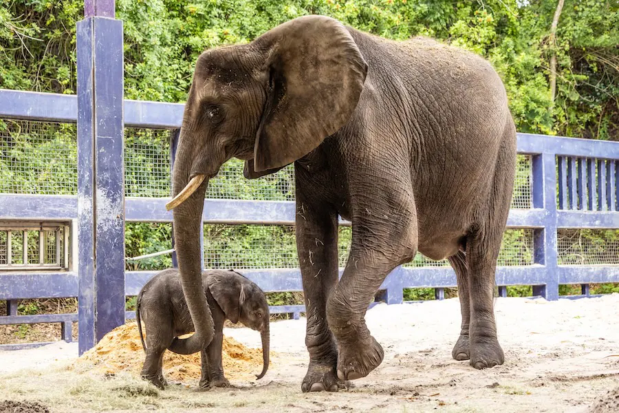 Anden generations elefant født i Disney-park
