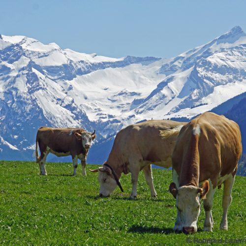cows in the Alps
