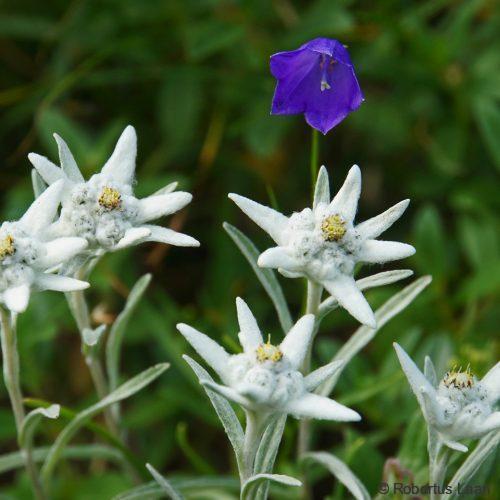Edelweiss