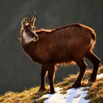 chamois on Niederhorn