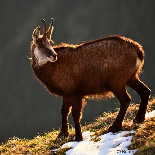 chamois on Niederhorn