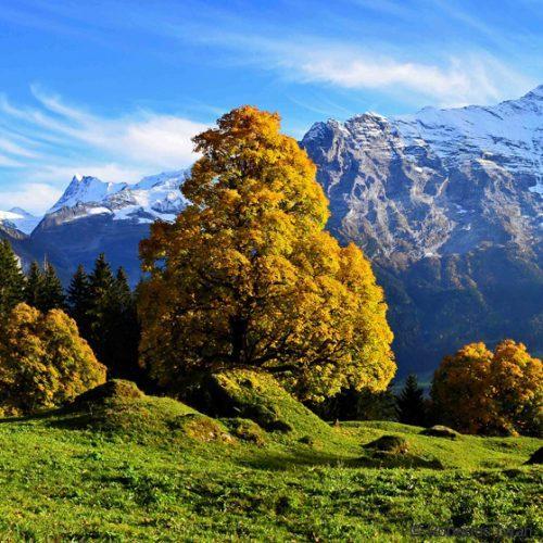 Grindelwald in autumn