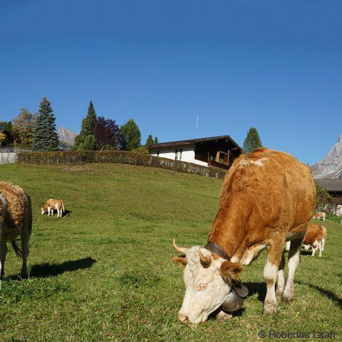 Cows in Grindelwald