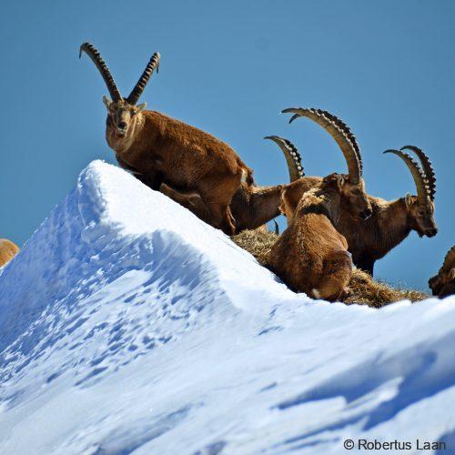 Ibexes in winter over lake Brienz