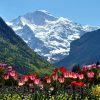 Spring in Interlaken with a touch of Holland and the Jungfrau