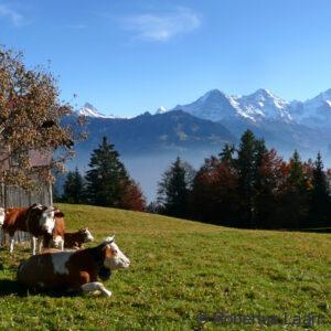Cows and snow capped mountains