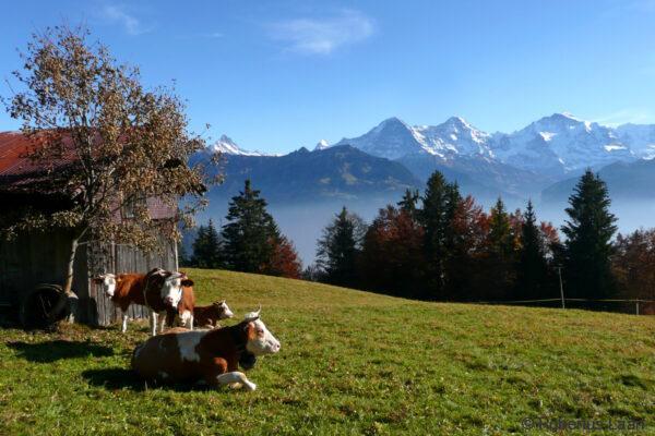 Cows and snow capped mountains