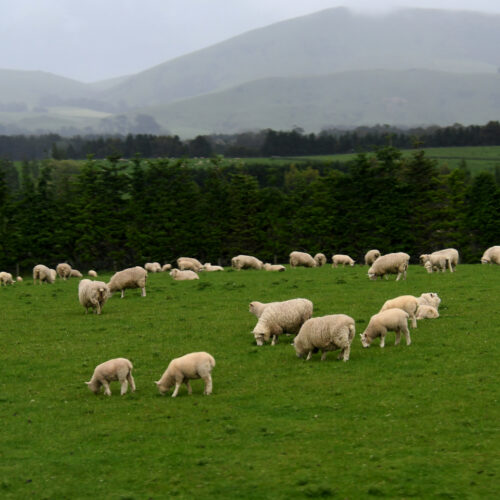 Sheep on pasture