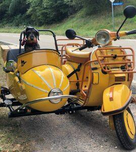 Gelbes Vespa PX 200 Traveller Gespann von vorne - im Seitenwagen ein Rauhaardackel herausschauend.