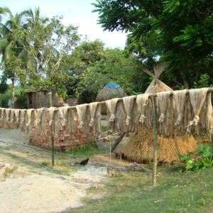 jute_cultivation_and_processing_bangladesh