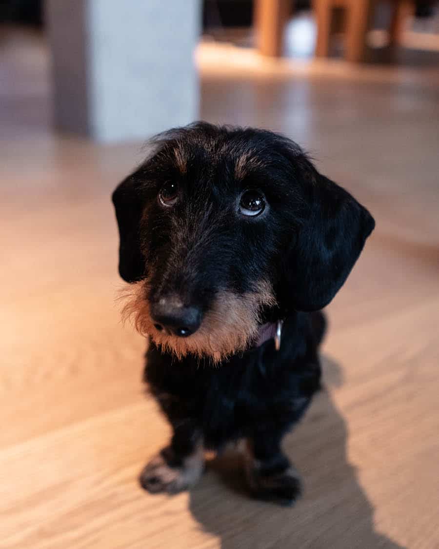 Cosmo