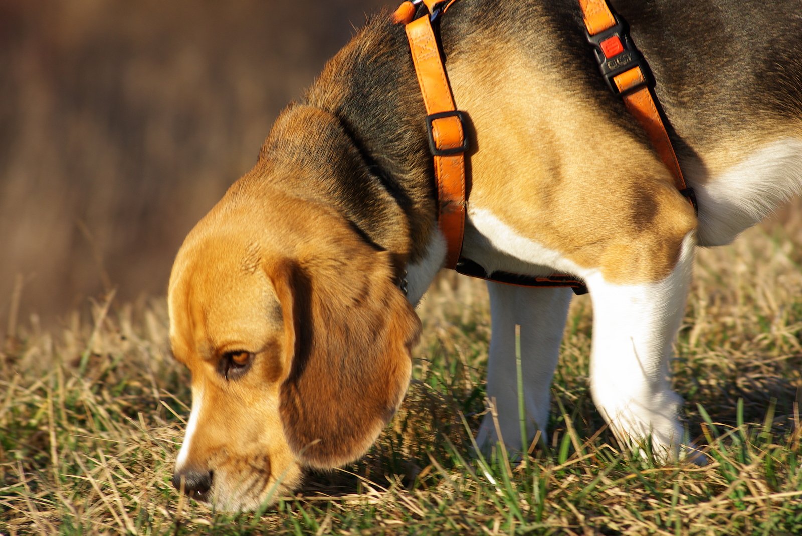 lucky-the-beagle-2-1356301
