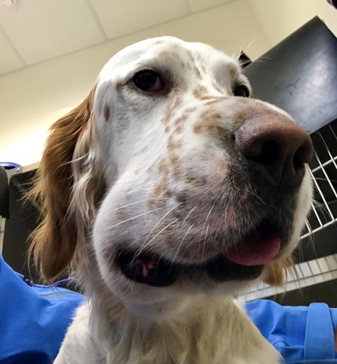 Engelsk setter med huggormbitt på besøk hos K9 Nannestad Dyreklinikk.