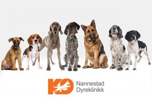 K9 Nannestad Dyreklinikk