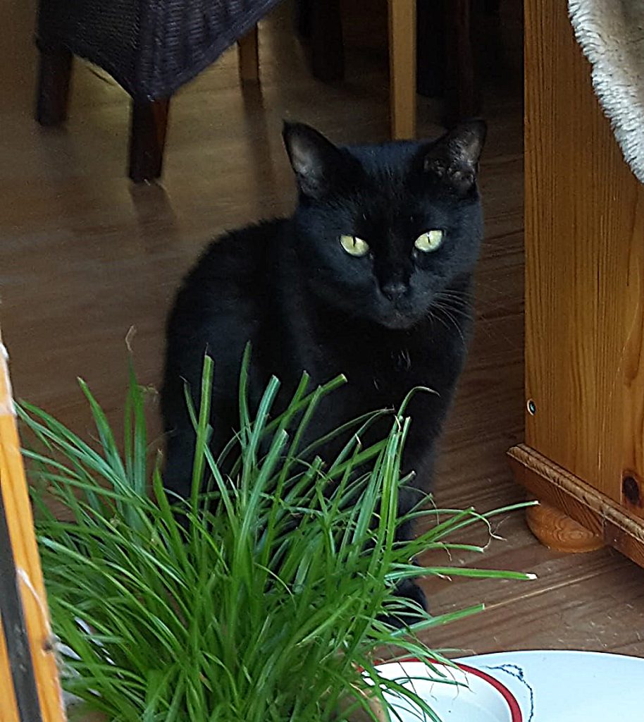 meine Katze Bijou