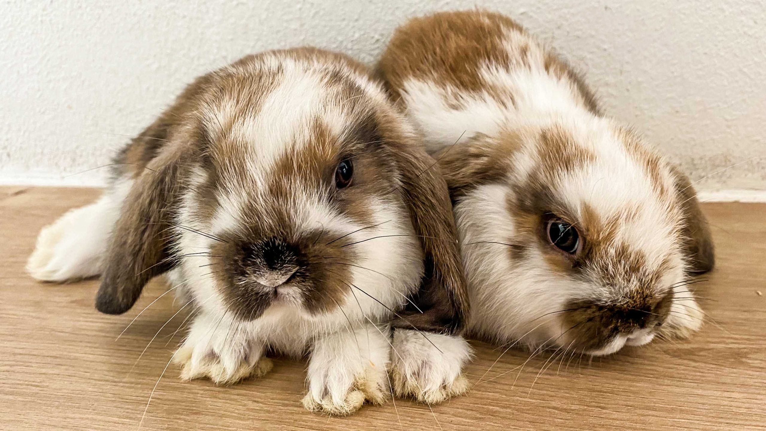 Kæledyr kanin kaninunger søde til salg kælekaniner dværgvædder stalddørssalg