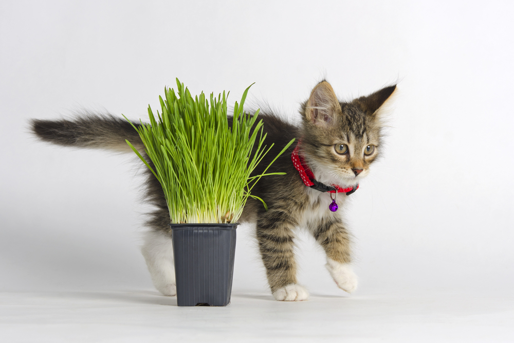 Kattengras