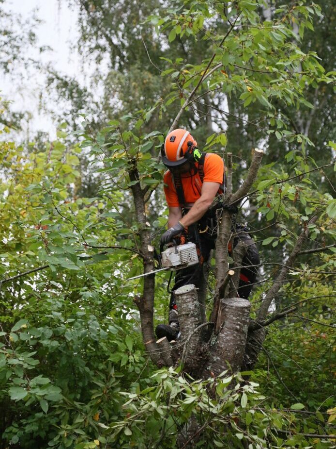 Trädfällning Kalmar Arborist