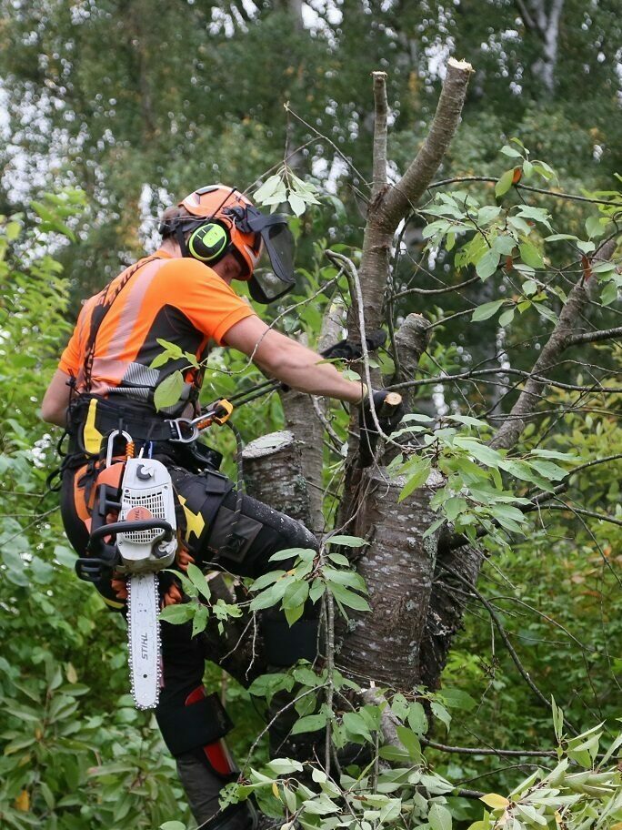 Trädfällning Kalmar Arborist