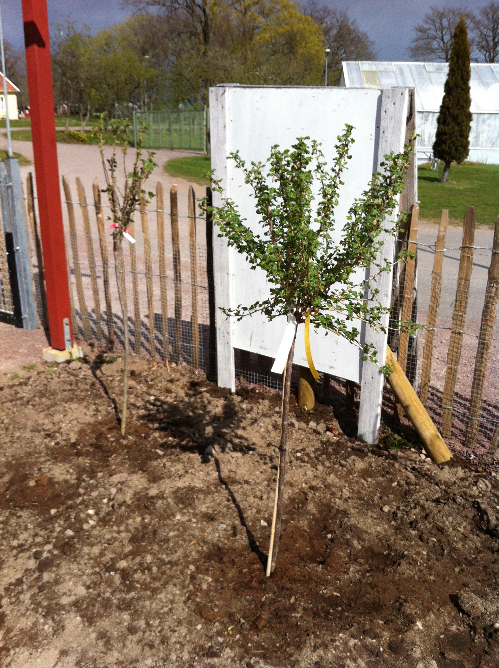 PLANTERING I SKÄLBYTRÄDGÅRDEN