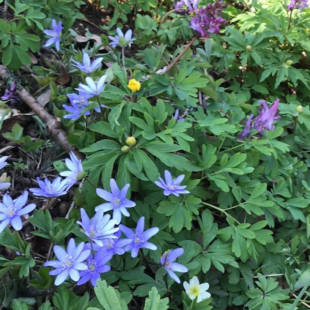 BLOMSTER-VANDRING PÅ ÖLAND