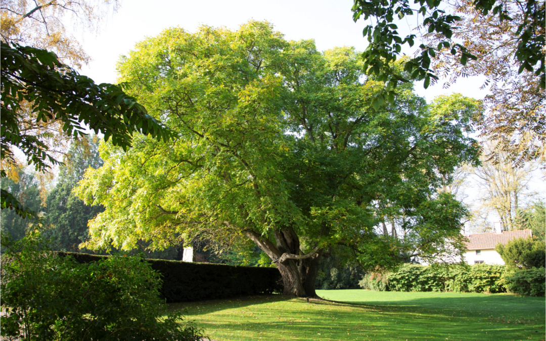 VÅRT GRÖNA KALMAR KOMMUN