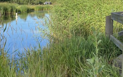 PROMENAD I UTVECKLINGSOMRÅDET SKÄRGÅRDSPARKEN, KALMAR