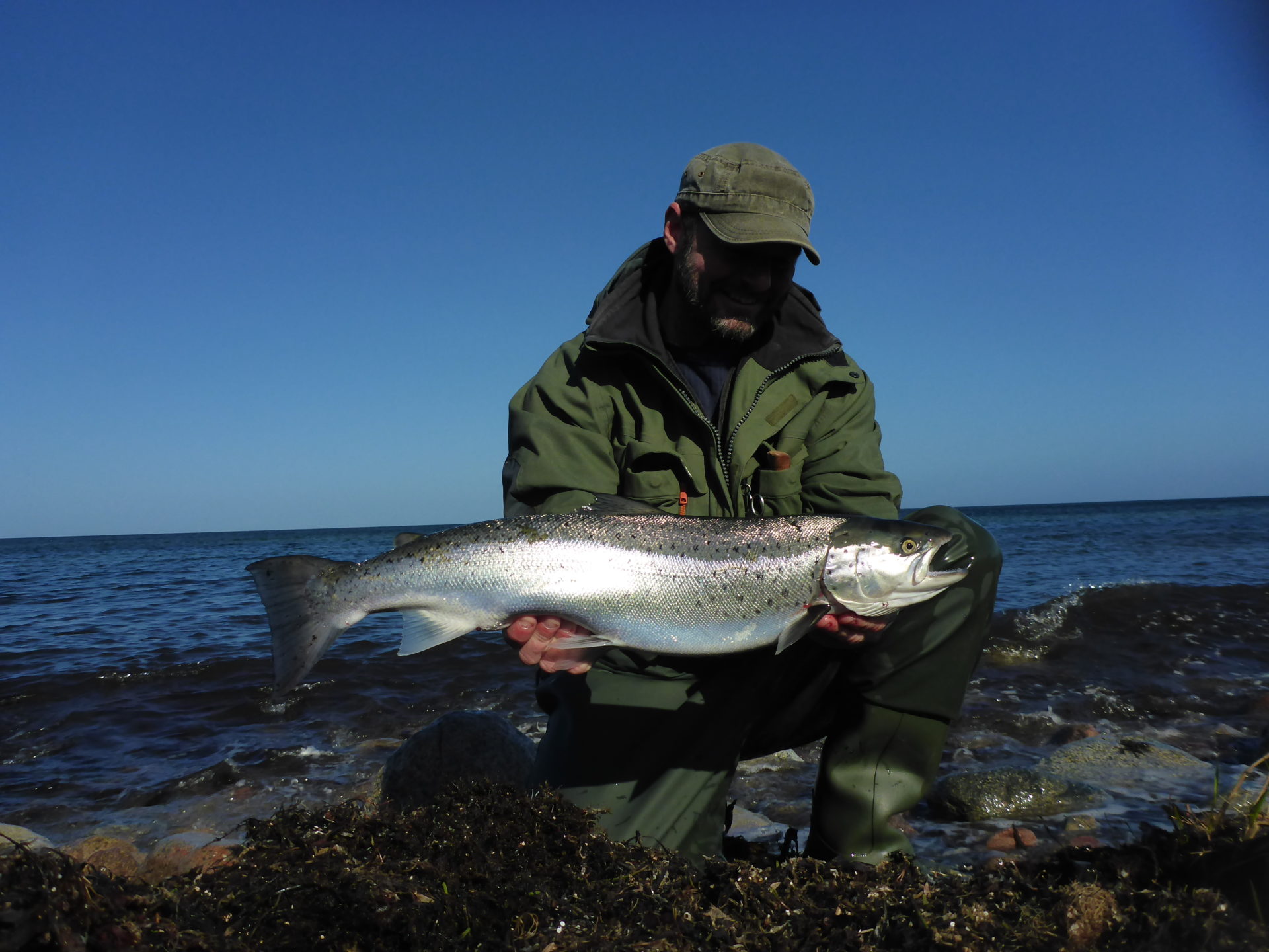 En blank havørred på 3,9 kg. fra Ågerup tæt på Kalundborg Fjord.