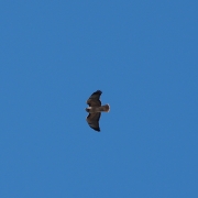 Von unten fotografierter Habicht am Himmel