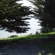 Wiese mit zwei großen Nadelbäume, die einen großen Schatten werfen. In der Ferne sieht man zwei Menschen auf einer Bank, die am Wasser ist. Das Bild entstand auf Angel Island in San Francisco.