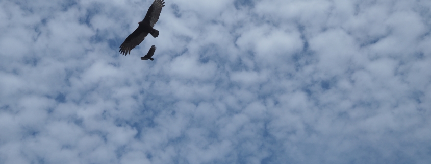 Zwei Raubvögel von unten fotografiert am Himmel, der heute etwas wolkig ist.