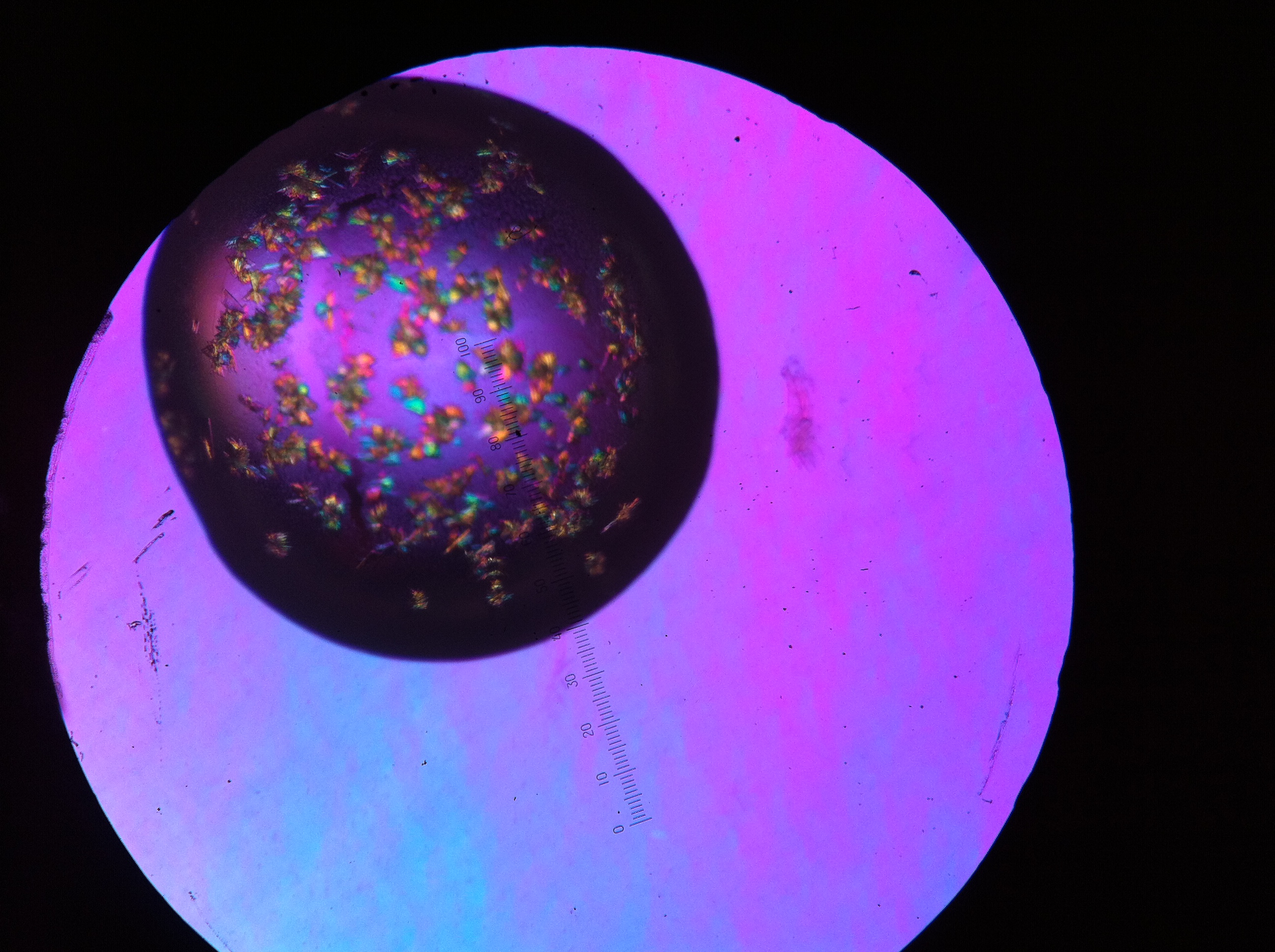 Colorful and differently shaped protein crystals under a microscope