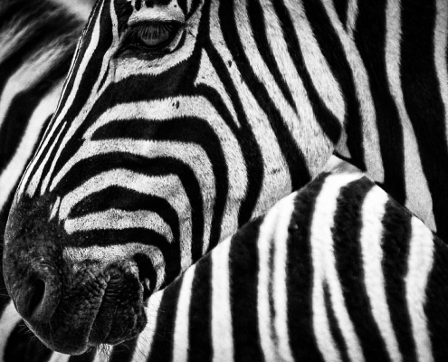 Nahaufnahme des Gesichts eines Zebras