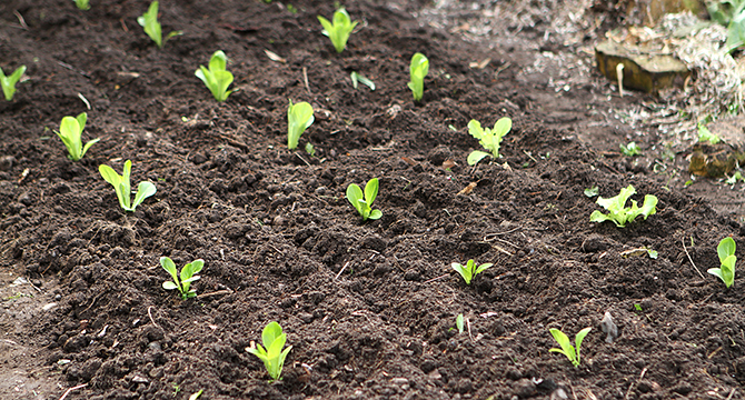 salatplanter i april