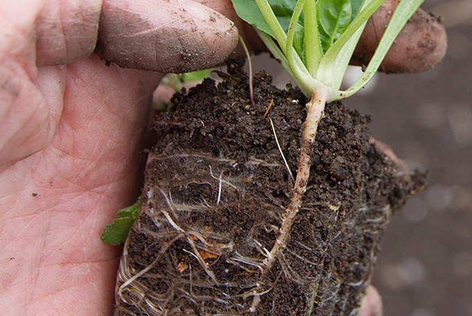 Spinatplante parat til at plante ud med rigtigt fint rodsystem i hjemmelavet såjord.