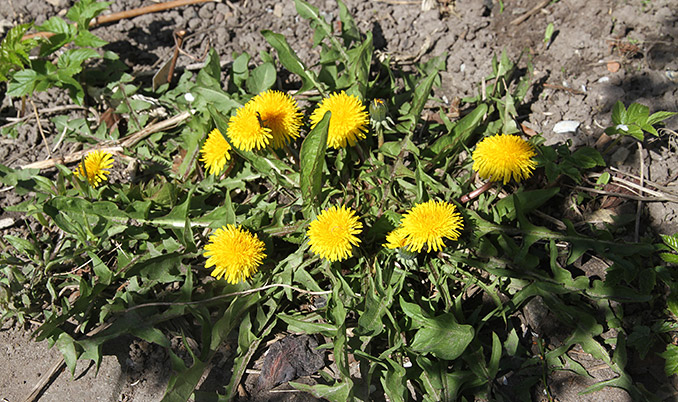 Mælkebøtte i blomst.