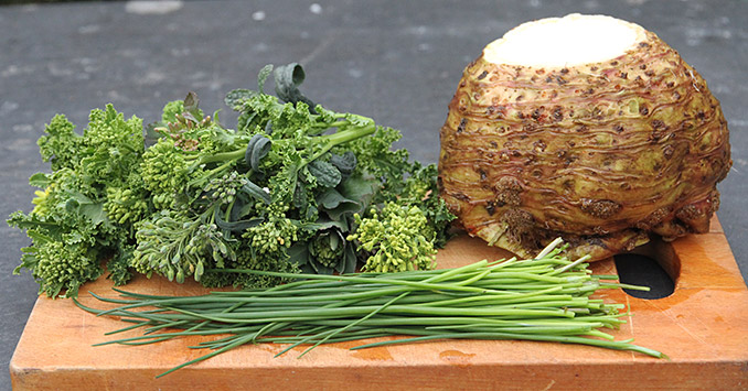 Dagens høst med selleri, kålskud og et bundt purløg