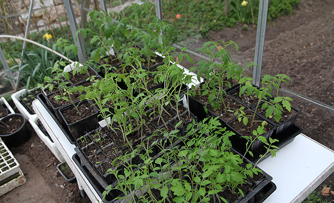 Tomatplanterne trænger virkelig til at få mere lys end i husets vinduer.